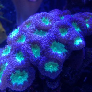coral1.JPG