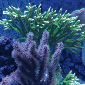 coral2.JPG