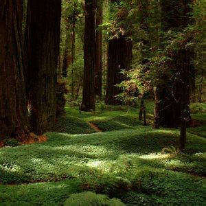 follow gr forest.jpg