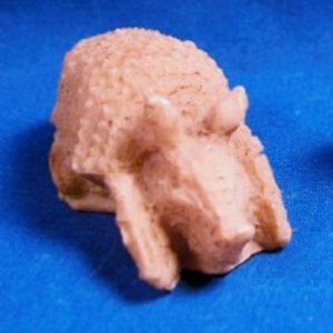 bone armadillo.jpg