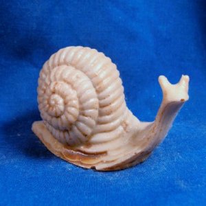 bone snail.jpg