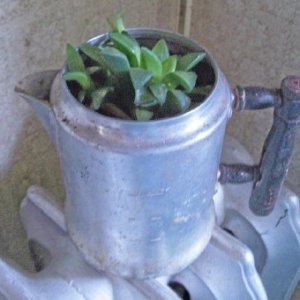 coffee pot.jpg