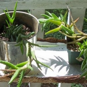 plants.jpg