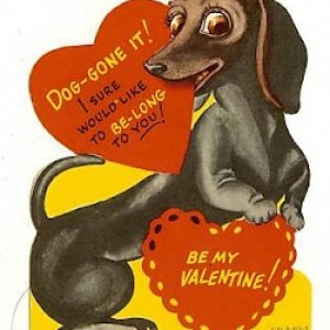 dachshund.jpg