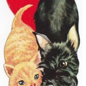 scottie & cat.jpg