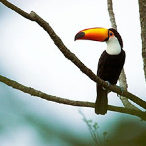 toucanwwf.jpg