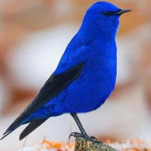bluebird.jpg