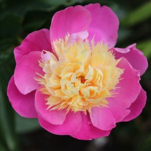 Peony_09-06-2022_0003.JPG