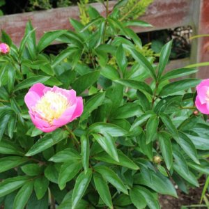 Peony_09-06-2022_0007.JPG