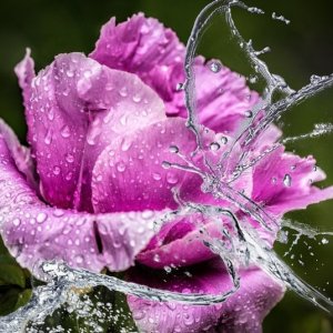 pinkflowerglassbutterfly.jpg