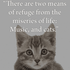 Cats and Music