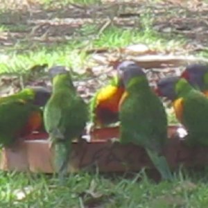 Australian Rainbow Lorikeets have a drink and a bath
