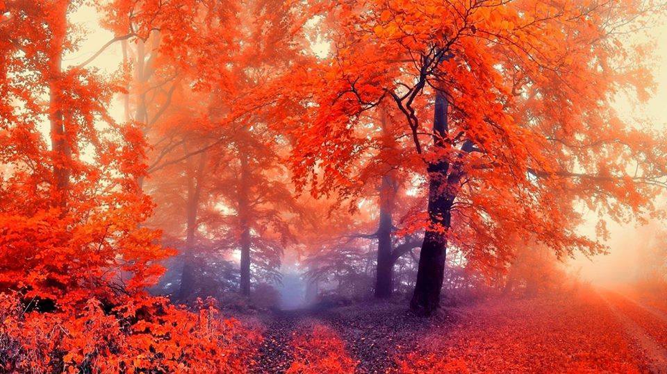 0 0 0 0 a a b b follow me autumn mist 1