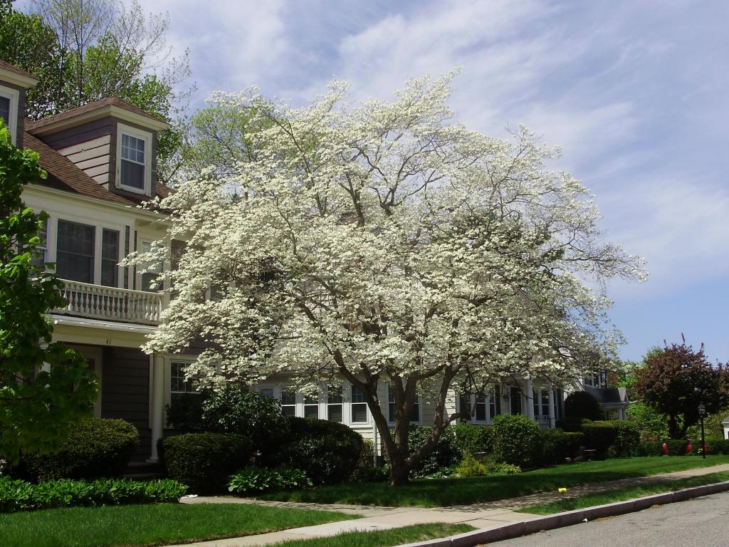 0 0 0 0 a a flowering tree in suburbia 2