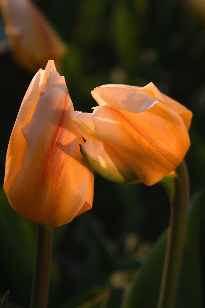 0 0 0 a a b b flowers for you tulips in love