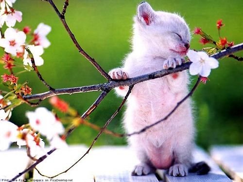 163291 Kitty Smelling Spring Blossom