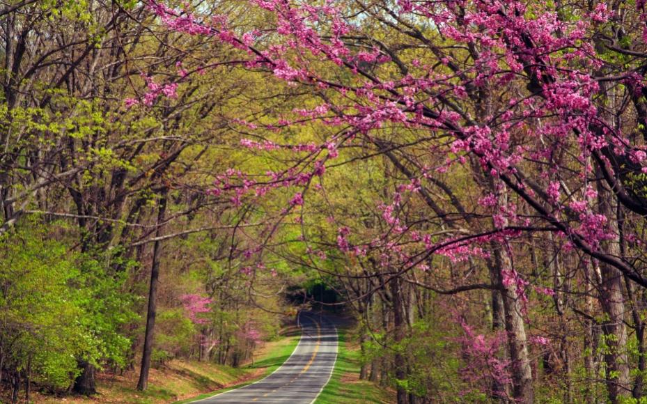 201203 w spring break road trips skyline drive