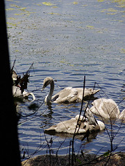 5966380392 82e76fcc61 m swans