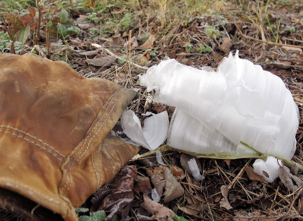 684 Frost Flower with Glove