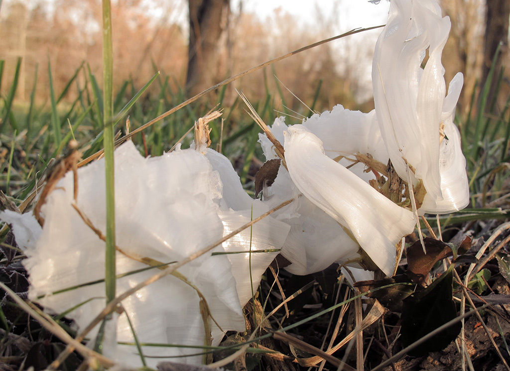 697 Frost Flower