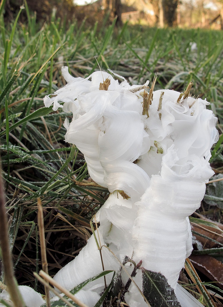 698 Frost Flower