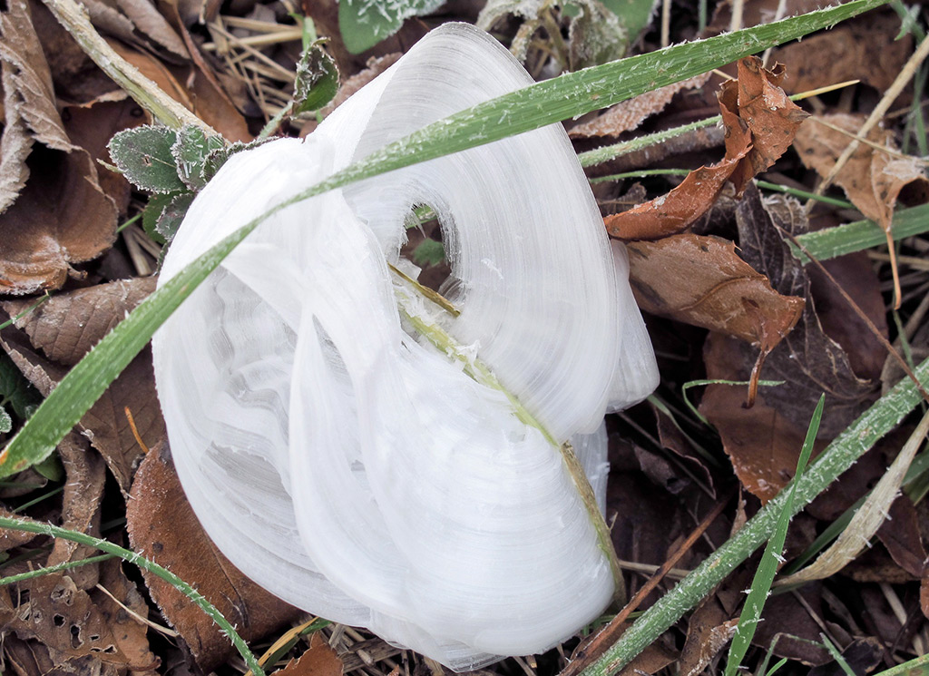 707 Frost Flower