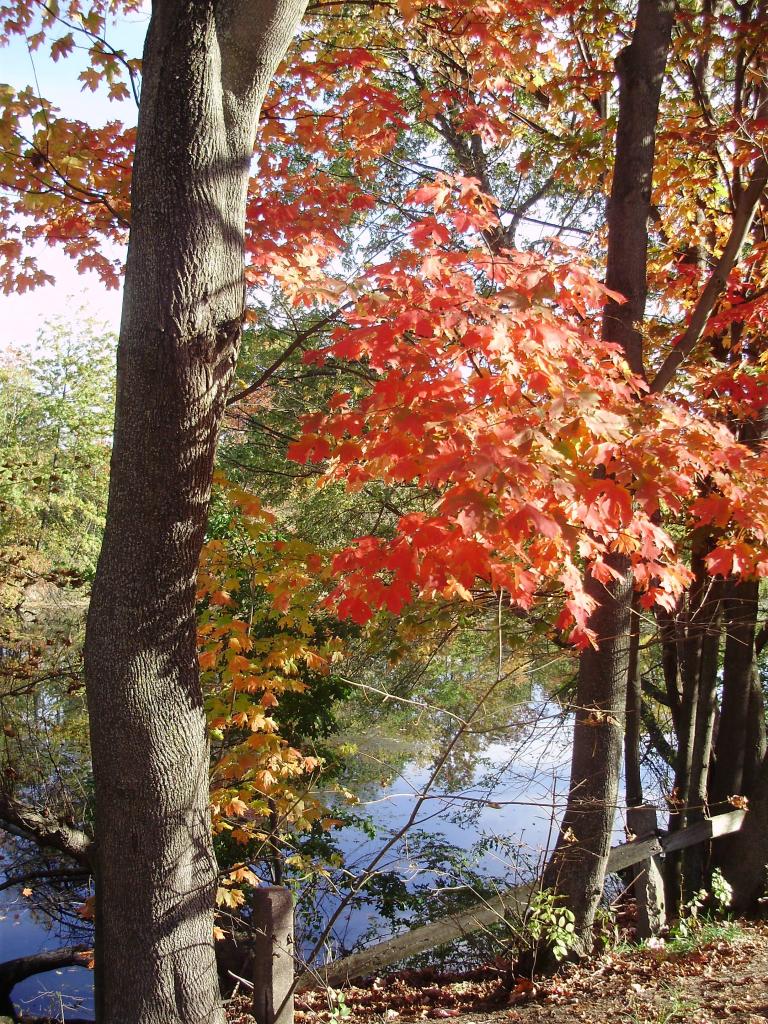 a a a a autumn tree red 1 L