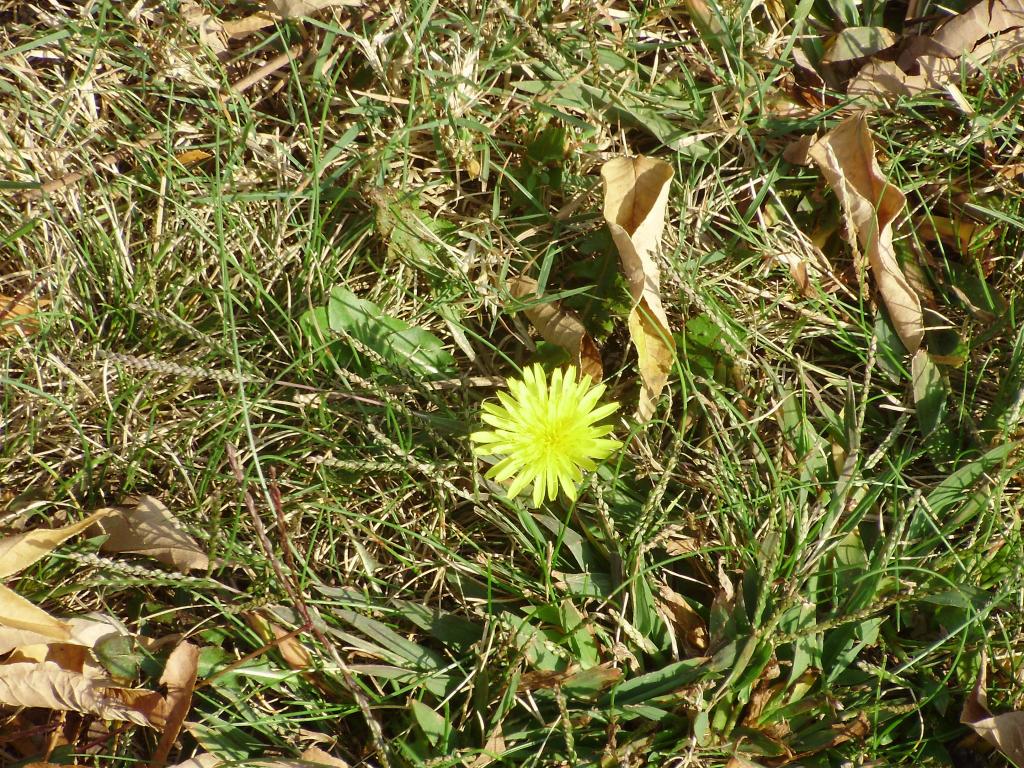 a a a a early autumn dandelion