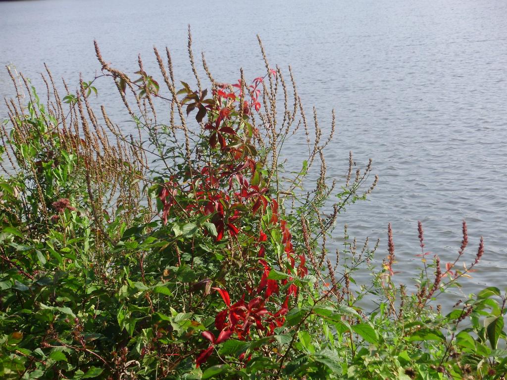 a a a a early autumn red wide