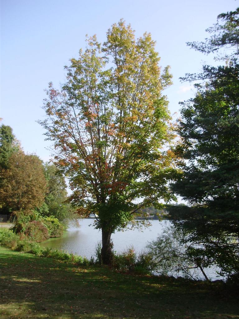 a a a a early autumn single tree L B 2