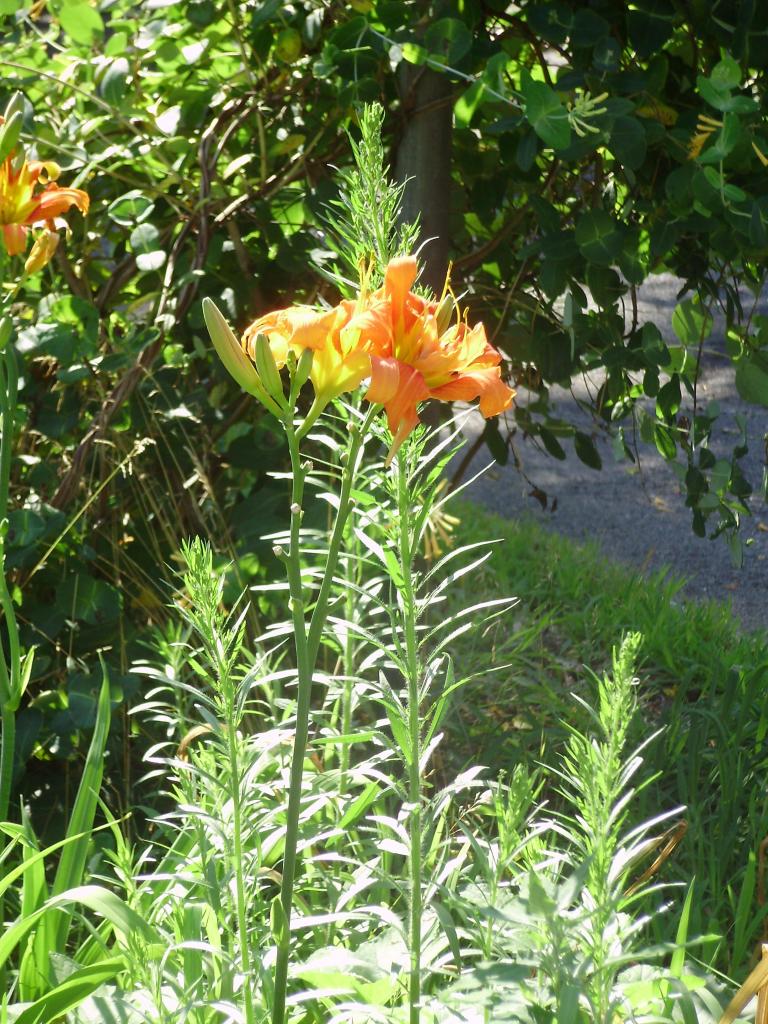 a a lily in the sun