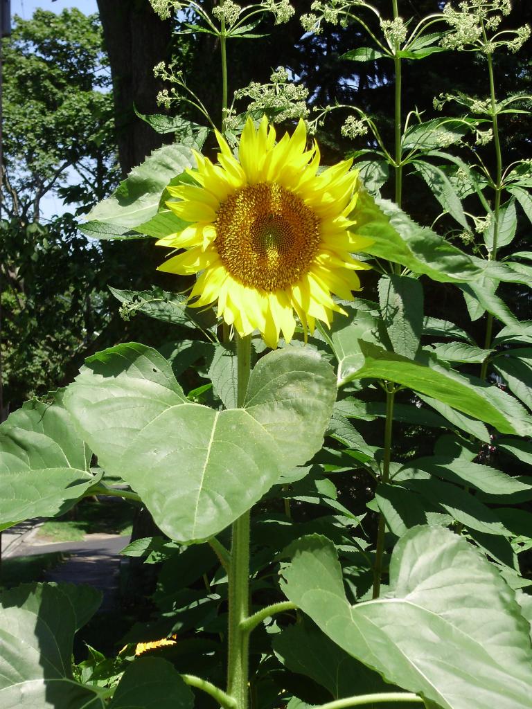 a a sunflower 1