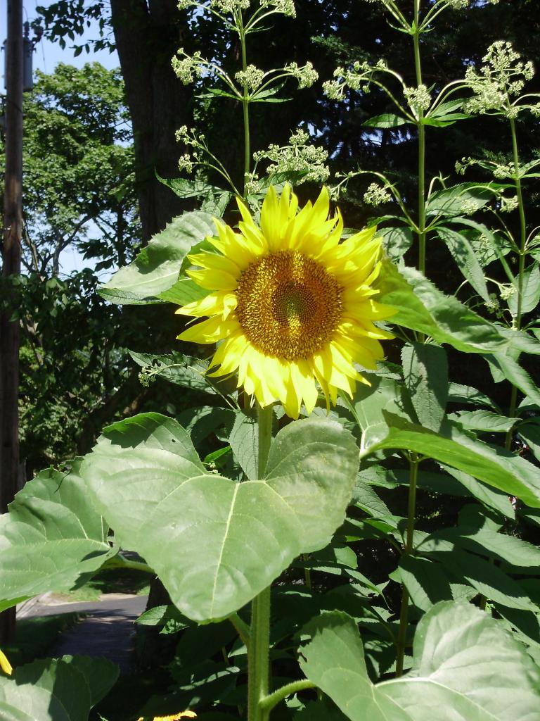 a a sunflower 2