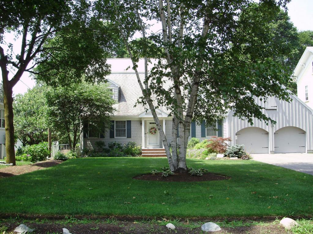 a beatiful birches in the Lawrence Estates