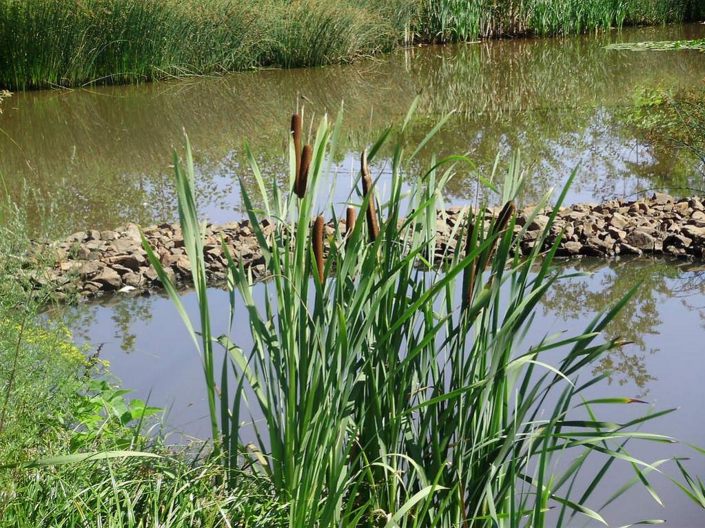 a beatiful cat o nine tails by water LG