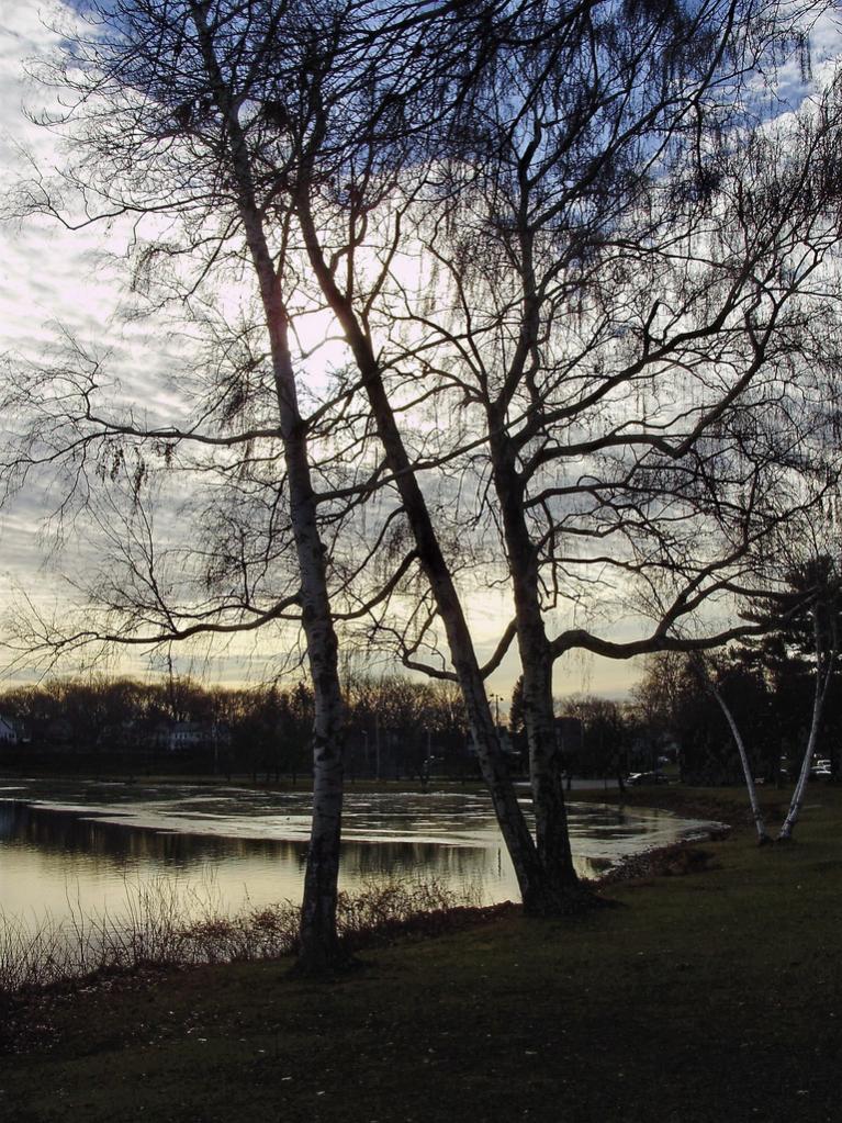 a beatuful birches with breaking ice