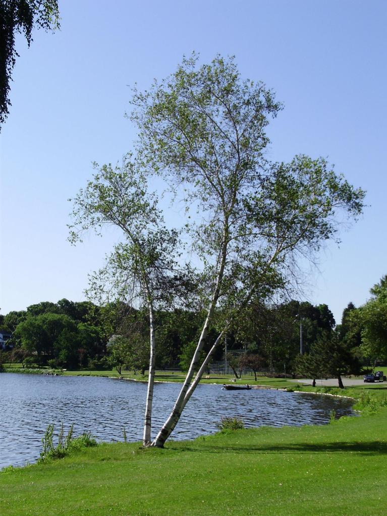 a beautiful birch by the lake