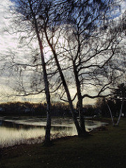 a beautiful birches with breaking ice sm shot
