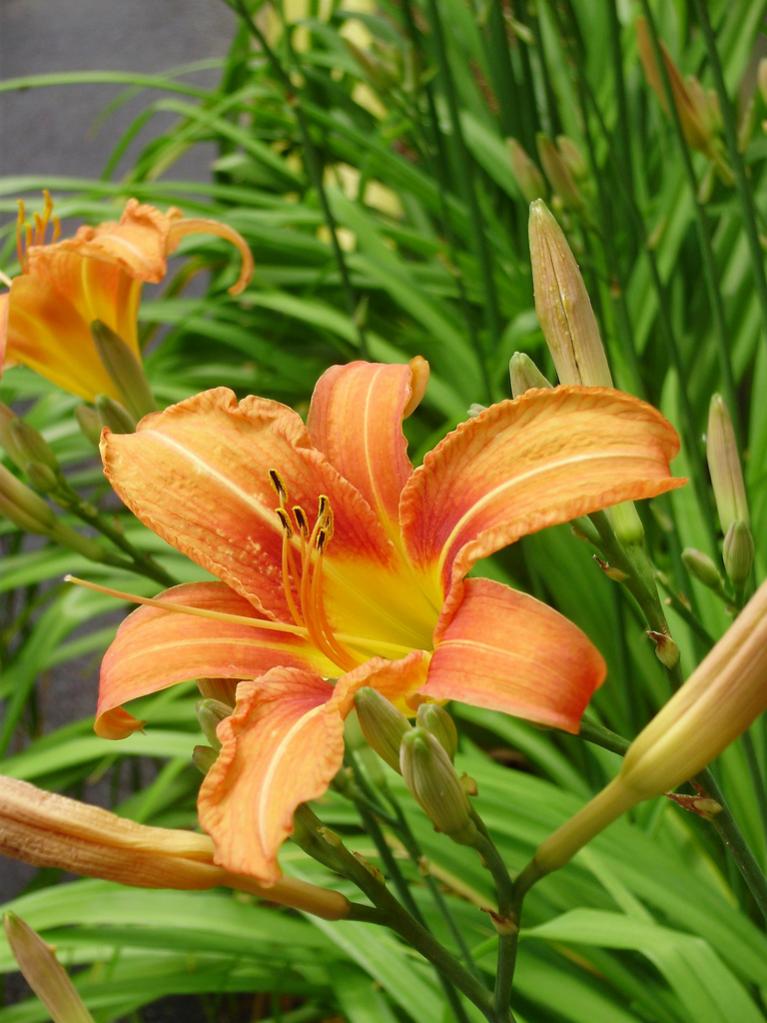 a beautiful Canada lily