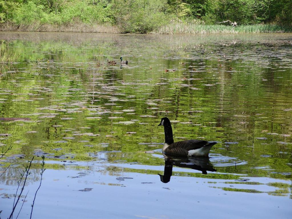 a beautiful canadian goose and mallard on the pond
