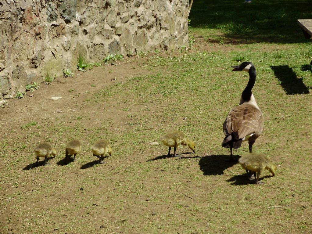 a beautiful canadian goose with 5 goslings