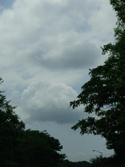 a beautiful cloud formation through trees sm shot