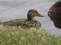 a beautiful female mallard SM
