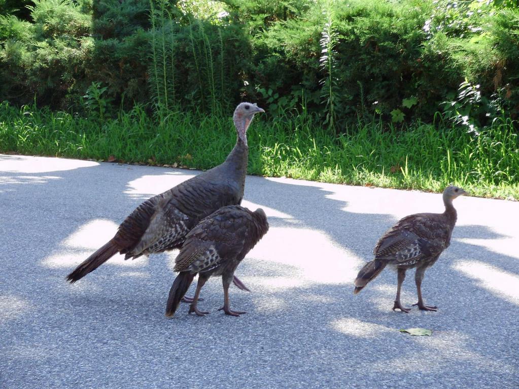 a beautiful female turkey and offspring
