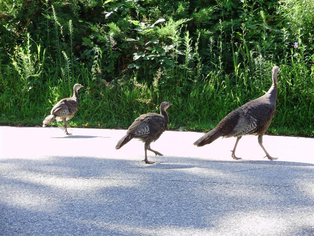 a beautiful female turkeys walking down the road