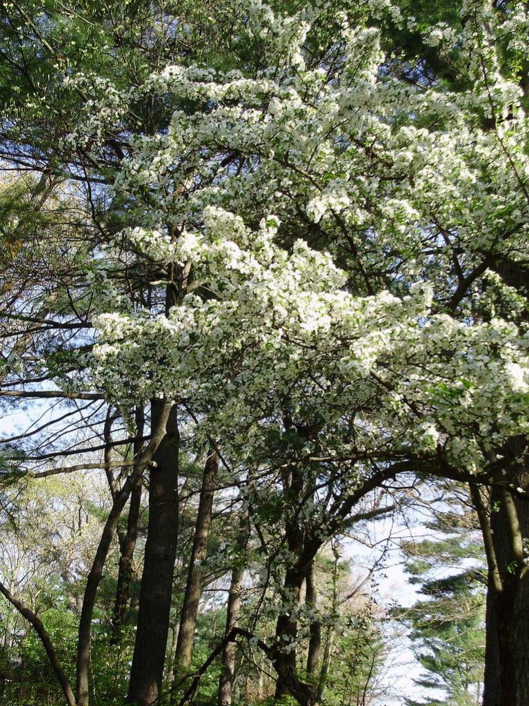 a beautiful floweing tree in white LG