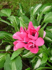 a beautiful fuscia flower sm shot