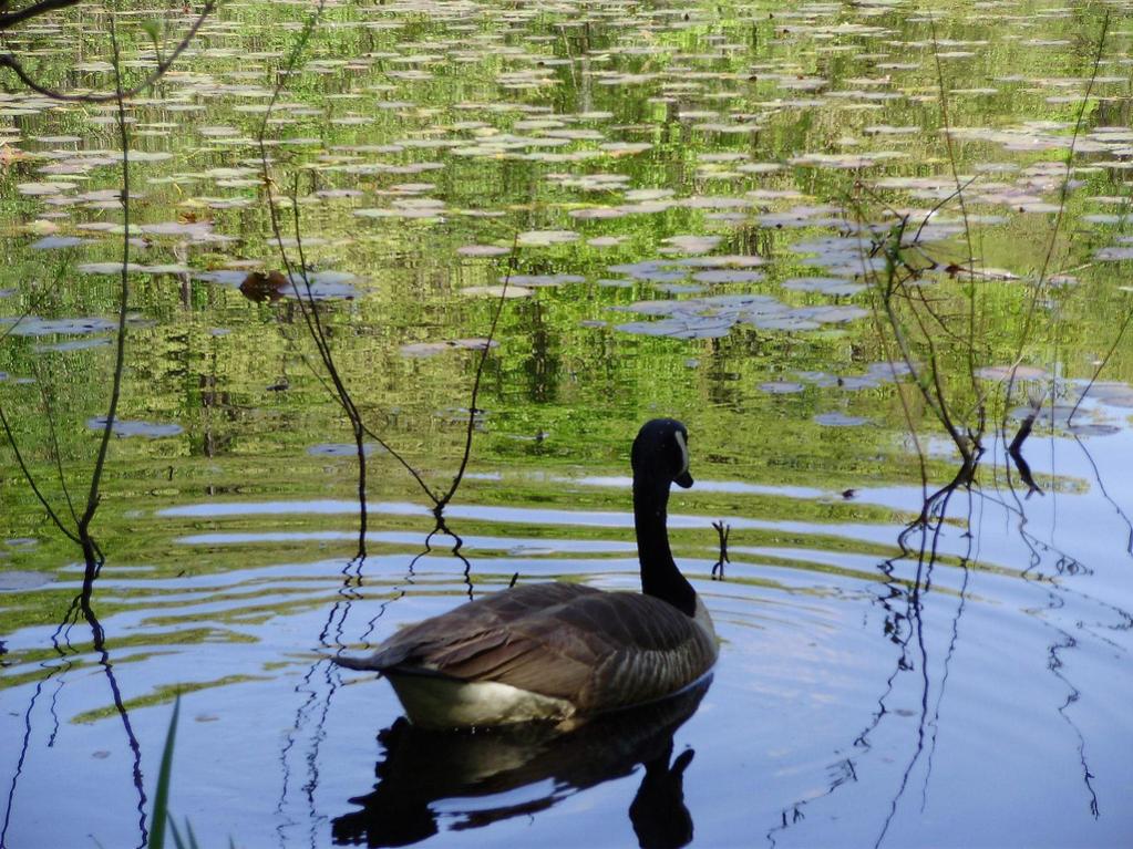a beautiful goose swimming amidst relections