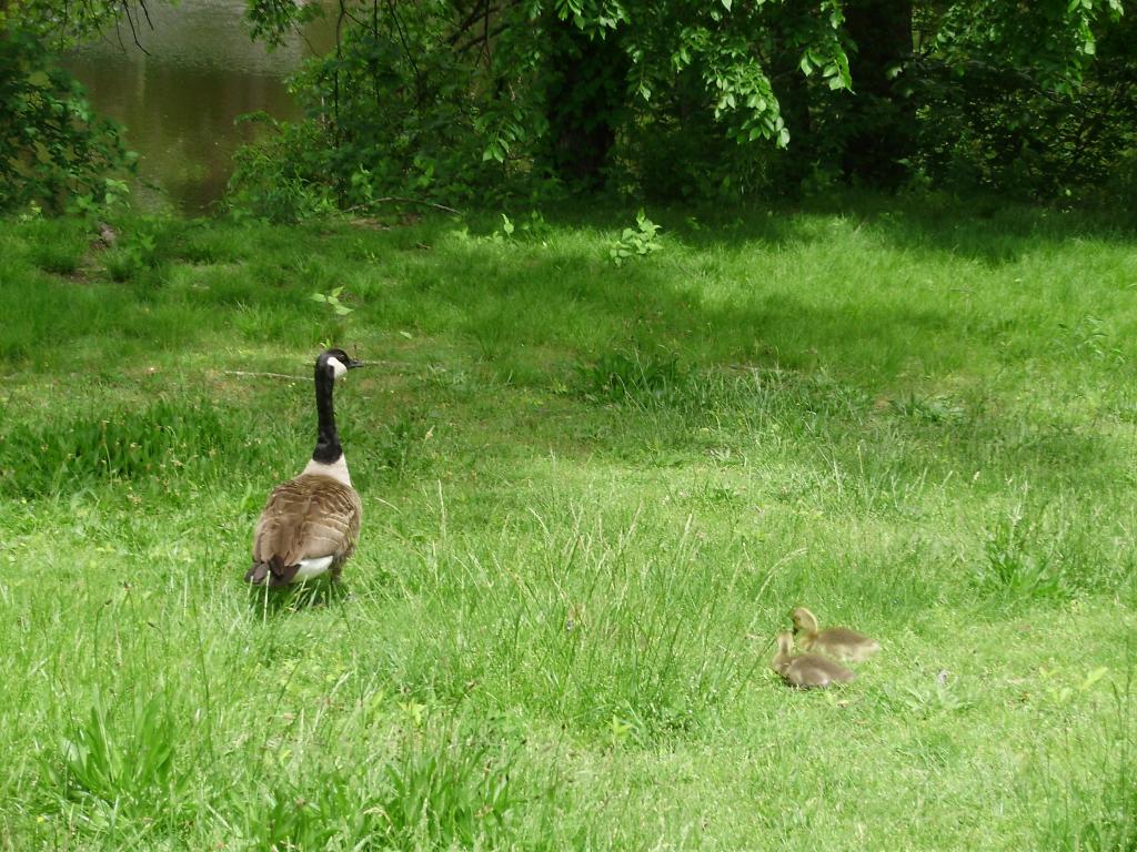 a beautiful goose with 2 of 4 goslings side view approaching river nice