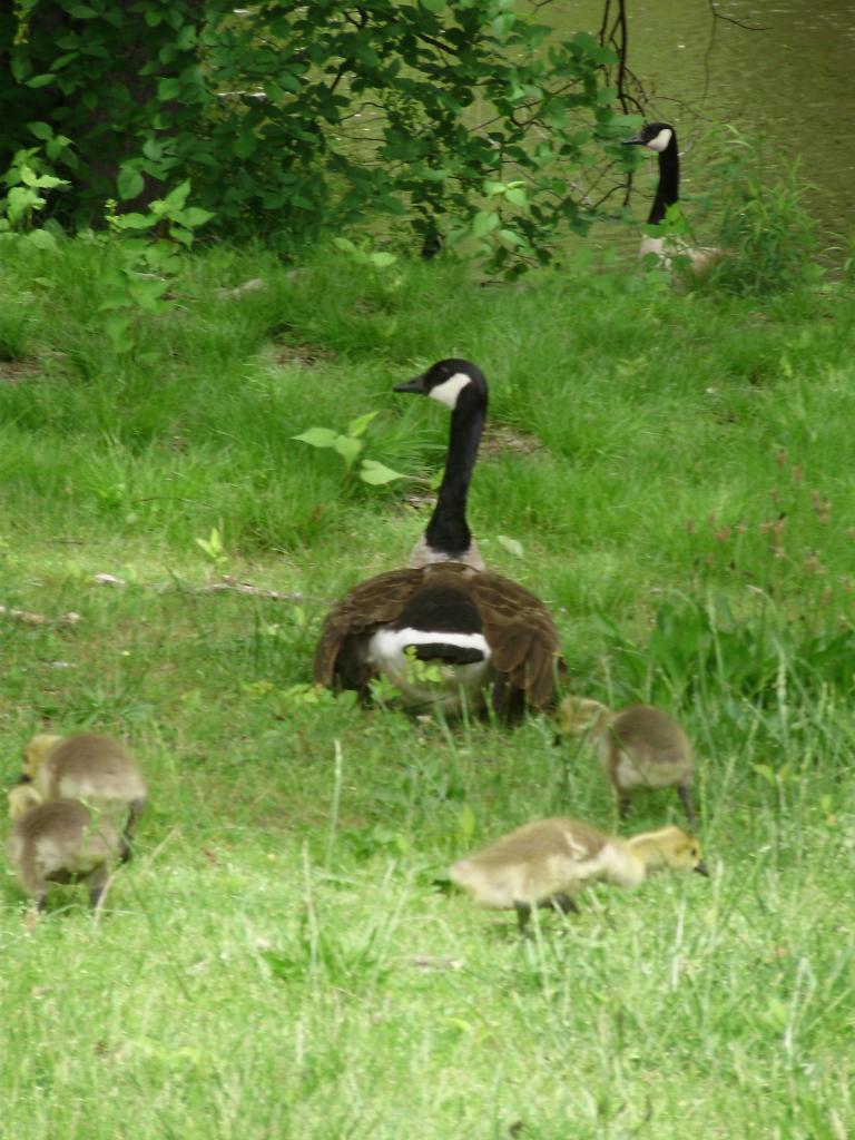 a beautiful goose with 4 goslings B